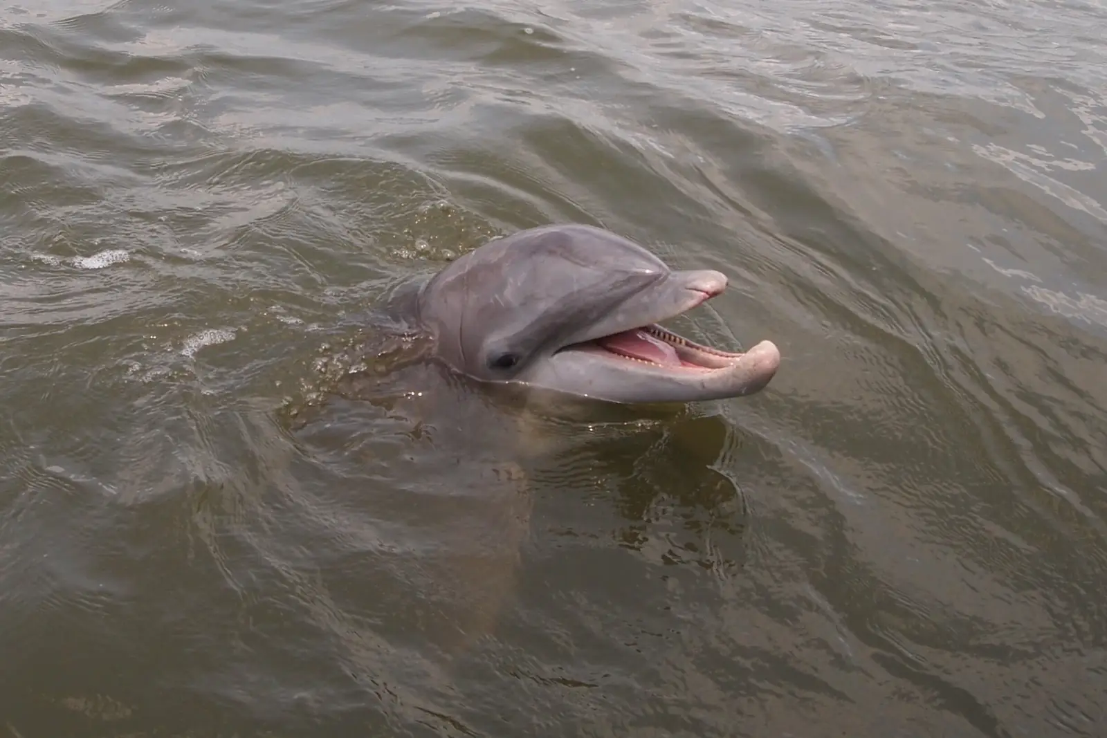 A bottlenose dolphin surfacing right beside the boat