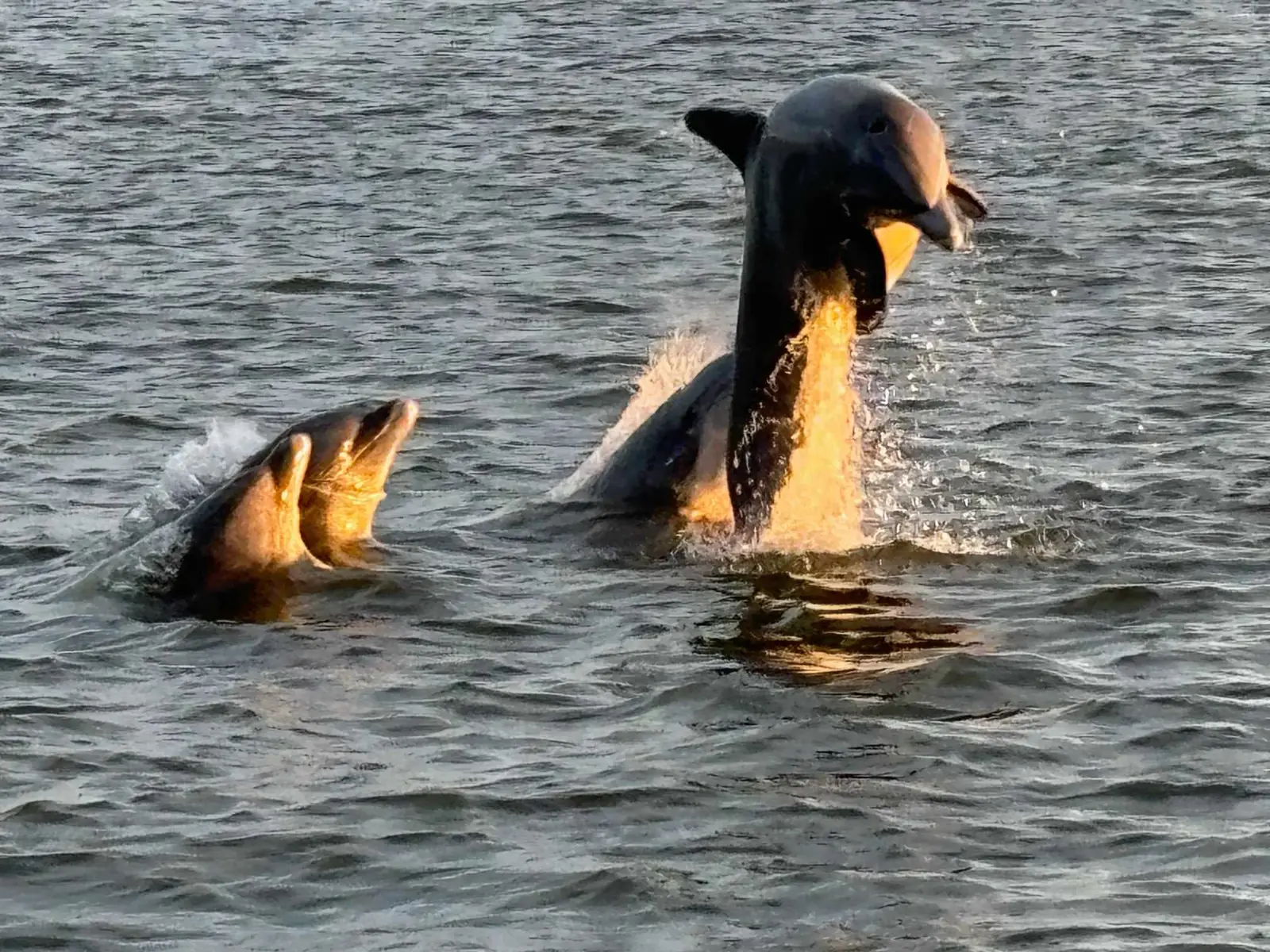 Two bottlenose dolphins surfacing in golden evening water