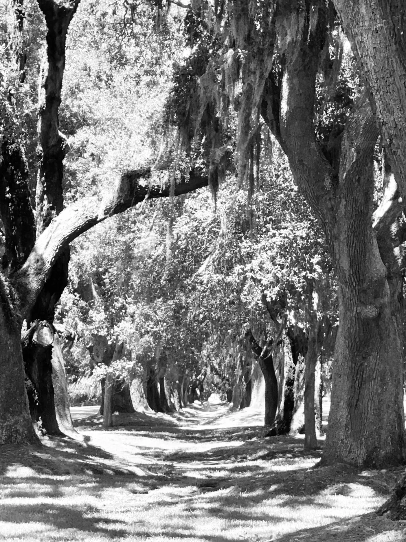 Black-and-white view of moss-draped live oaks arching over an island road